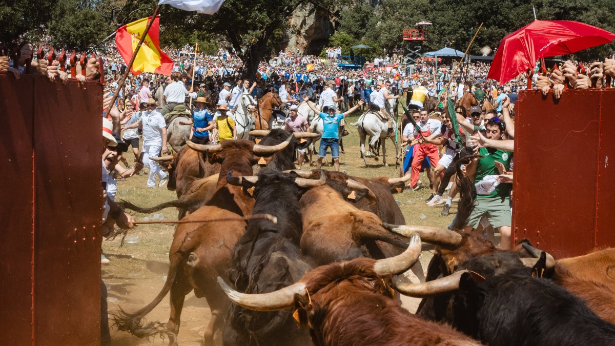 Celebración del Jueves la Saca en Soria durante las fiestas de San Juan.