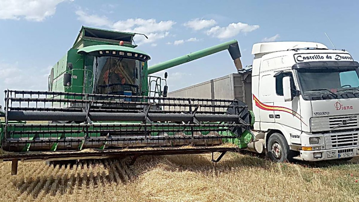 Una cosechadora descarga grano en Castrillo de Duero.