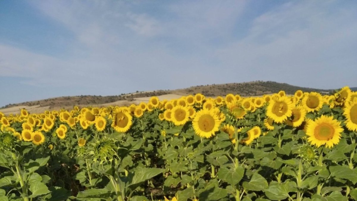 La superficie de girasol en Castilla y León ha descendido un 20% esta campaña.