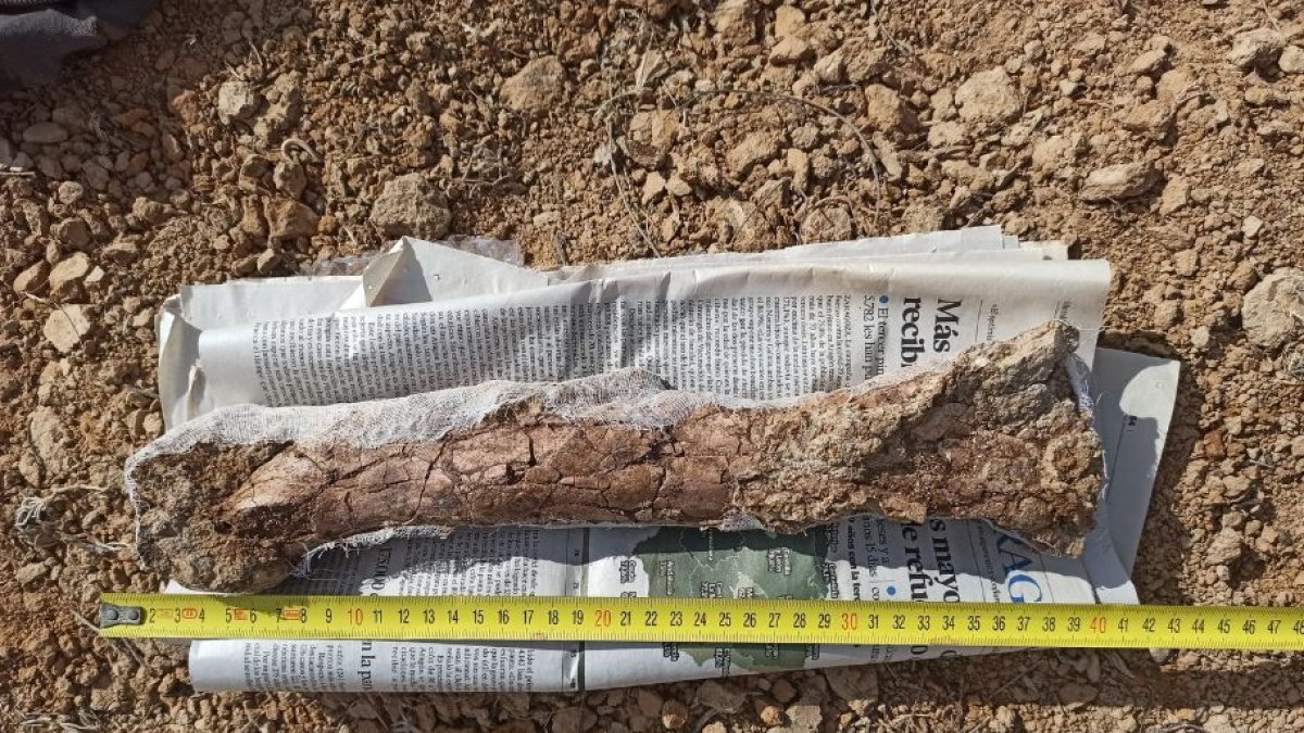 Parte del esqueleto de un cocodrilo terrestre del Eoceno en Europa desenterrado en Zamora