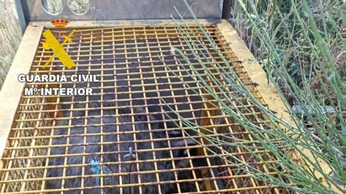 Imagen de la jaula trampa para capturar animales.