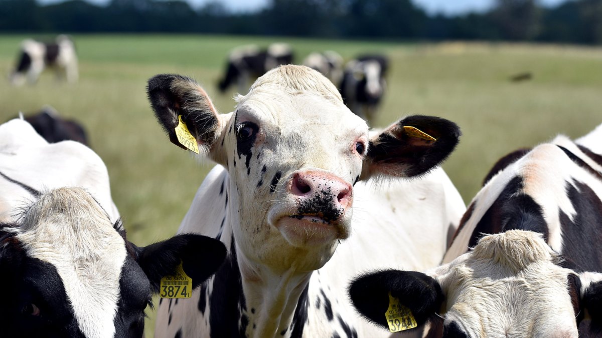 Vacas de leche pastan en un prado