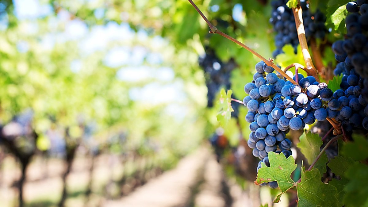 Racimos de uvas tintas en un viñedo con espaldera
