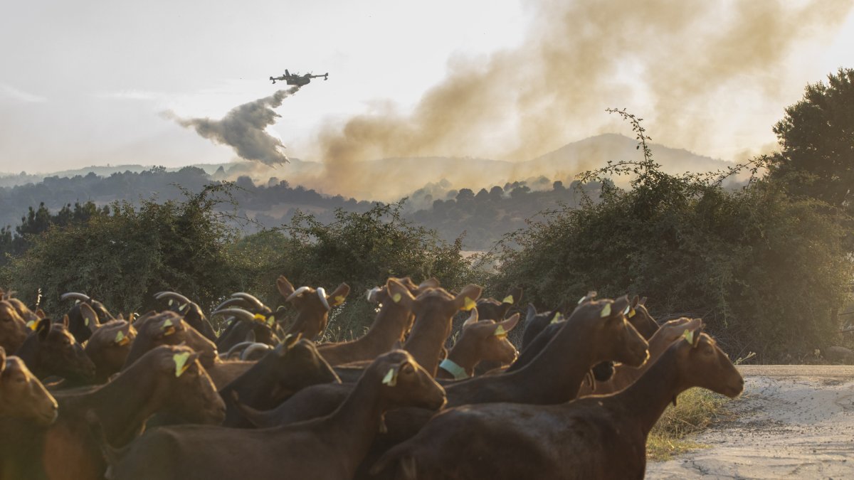 La Junta activa la situación operativa dos ante la evolución del incendio de Navaluenga (Ávila) En la foto, columna de humo vista desde la ciudad de Ávila