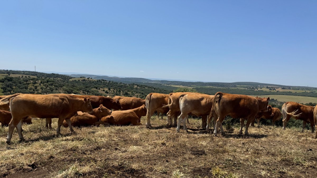 Parte de la cabaña ganadera de limusinas puras de la finca de La Malanquilla