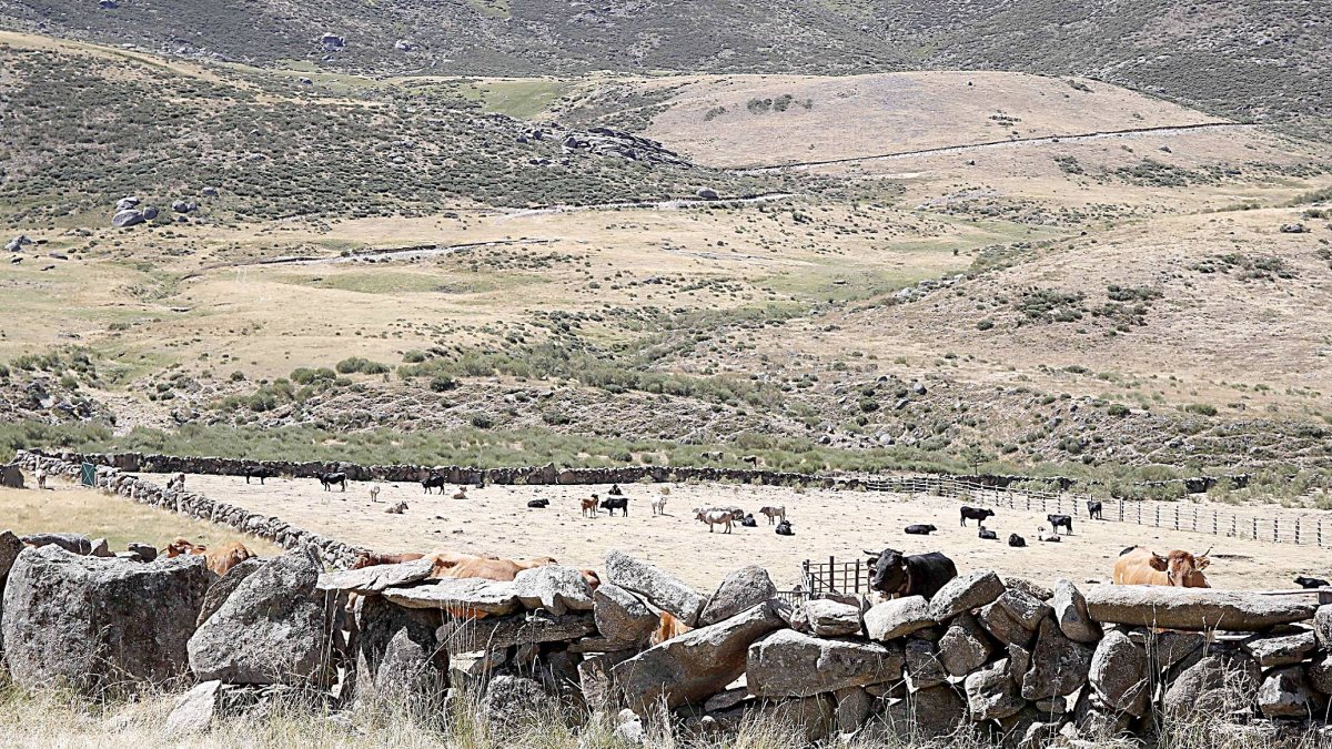 Corral de piedra en la localidad abulense de Hoyos del Espino