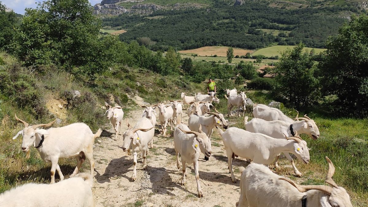 Llegada del rebaño de Gonzalo Díez a los montes burgaleses del Geoparque de Las Loras donde se está llevando a cabo esta experiencia piloto