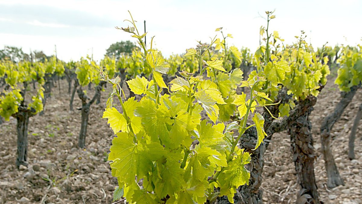 Cepa de brotes nuevos en viñedo
