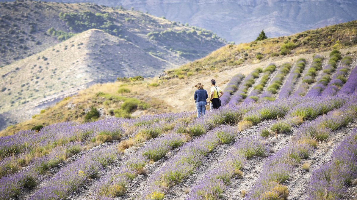 Campos de lavanda en San Felices