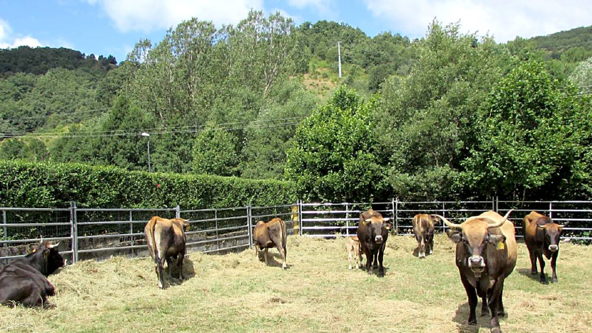 Hembras de la raza mantequera leonesa en las instalaciones del Censyra en la provincia de León.