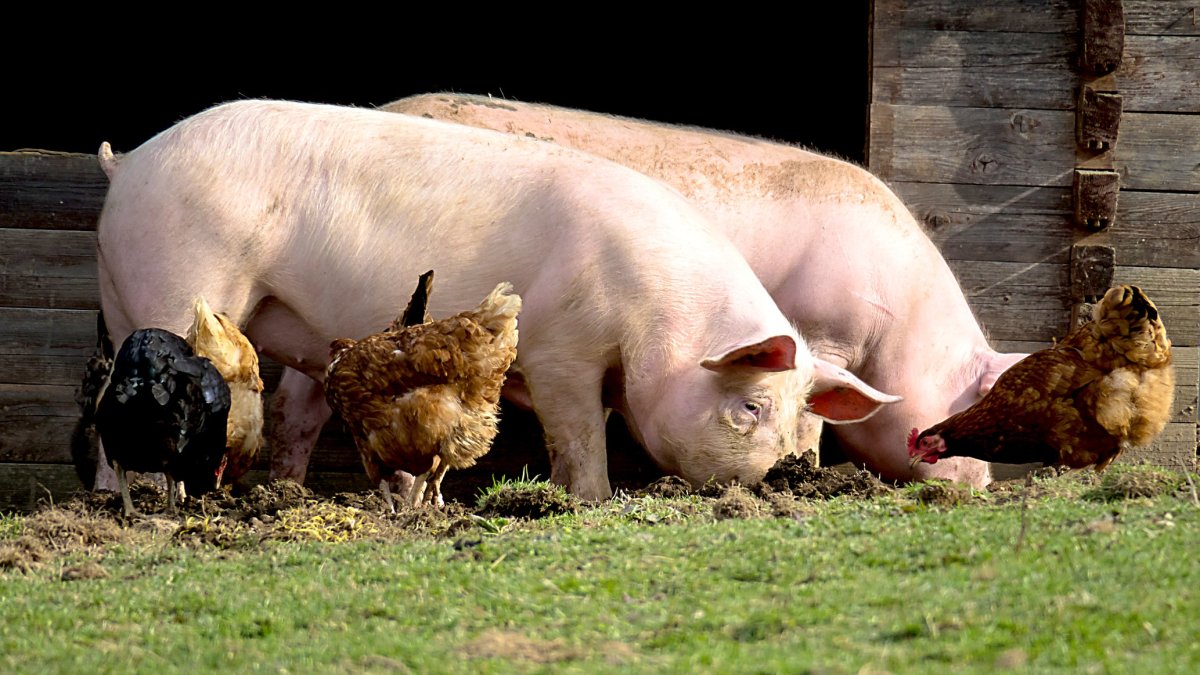 Dos cerdos hozan junto a cuatro gallinas en las instalaciones de una granja ganadera