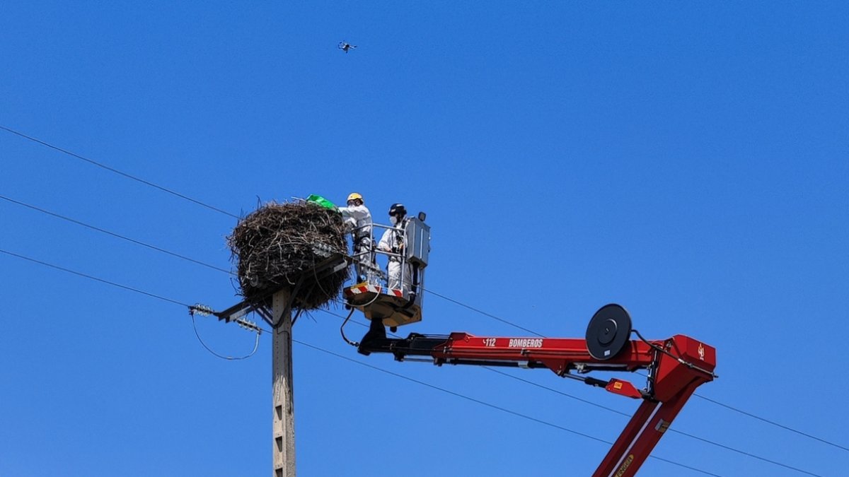 Investigan la muerte de varias cigüeñas blancas en Sopeña de Carneros (León)
