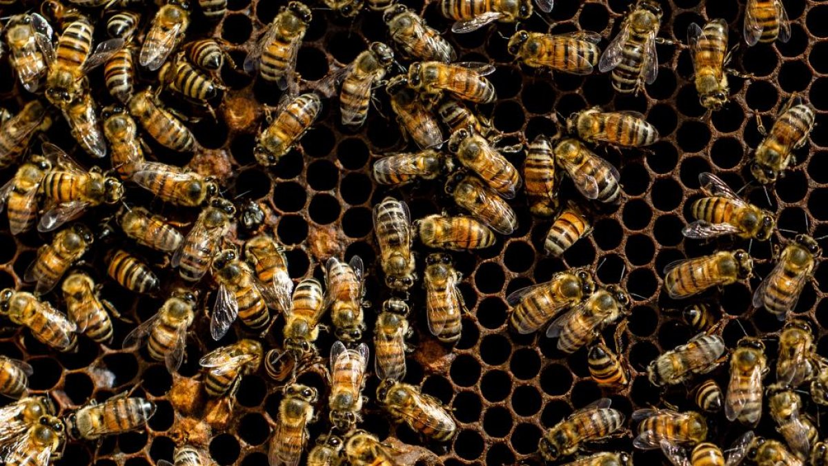 Abejas en un panal con miel.