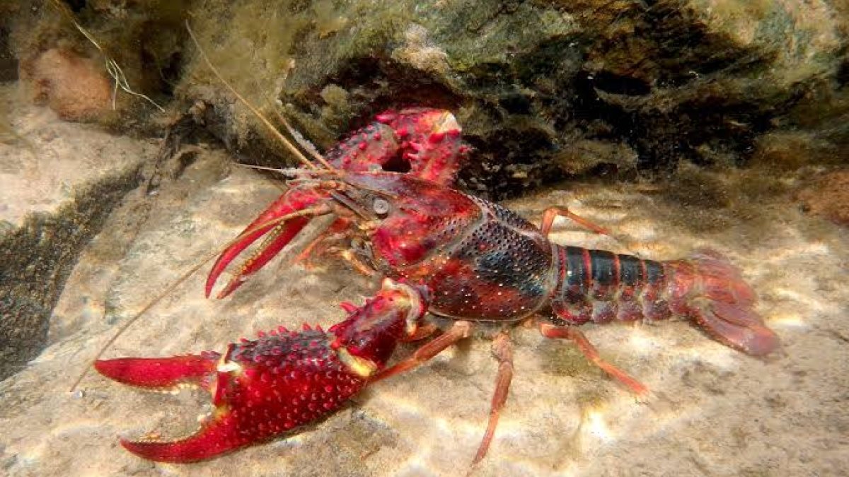 Imagen del cangrejo rojo americano