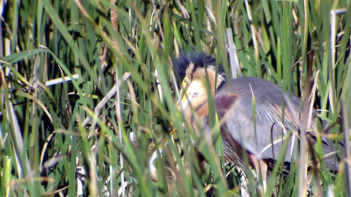 Garza Imperial en la vega del río Duero a su paso por la localidad vallisoletana de Castronuño en una imagen de archivo