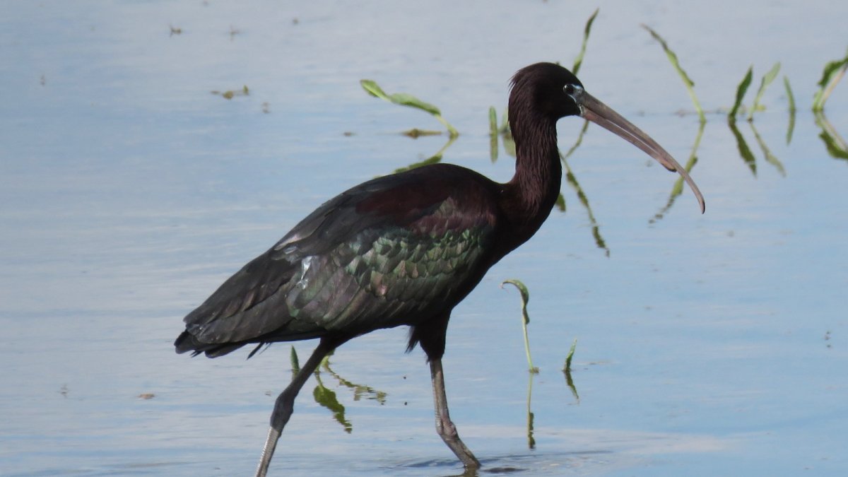 Ejemplar de morito, un ave que habita en las lagunas de Castilla y León.
