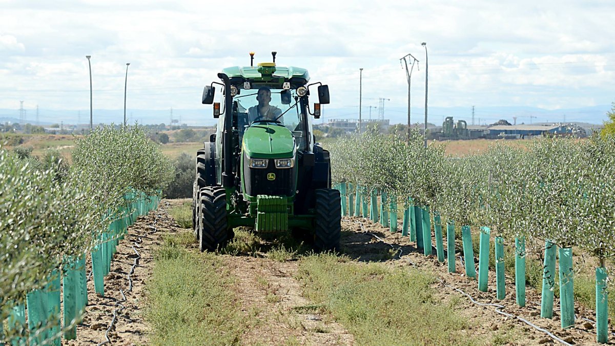 Un tractor recorre un campo de cultivos leñosos.