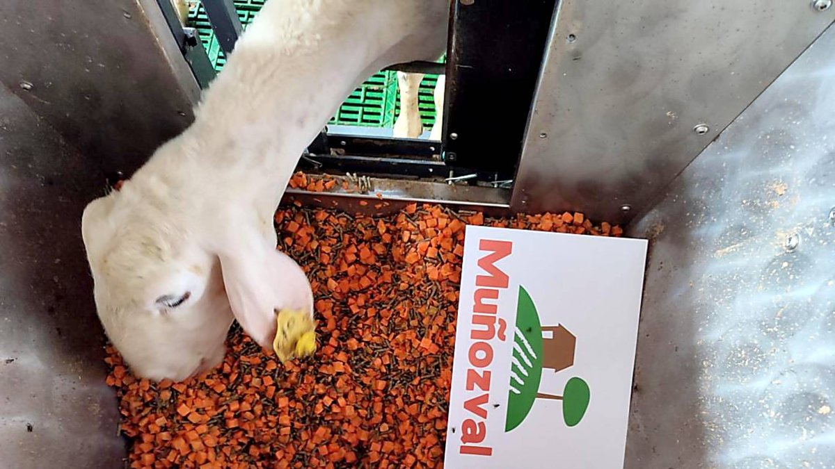 Una oveja lechera de raza assaf se alimenta con destríos de zanahoria cedidos por una empresa vallisoletana.