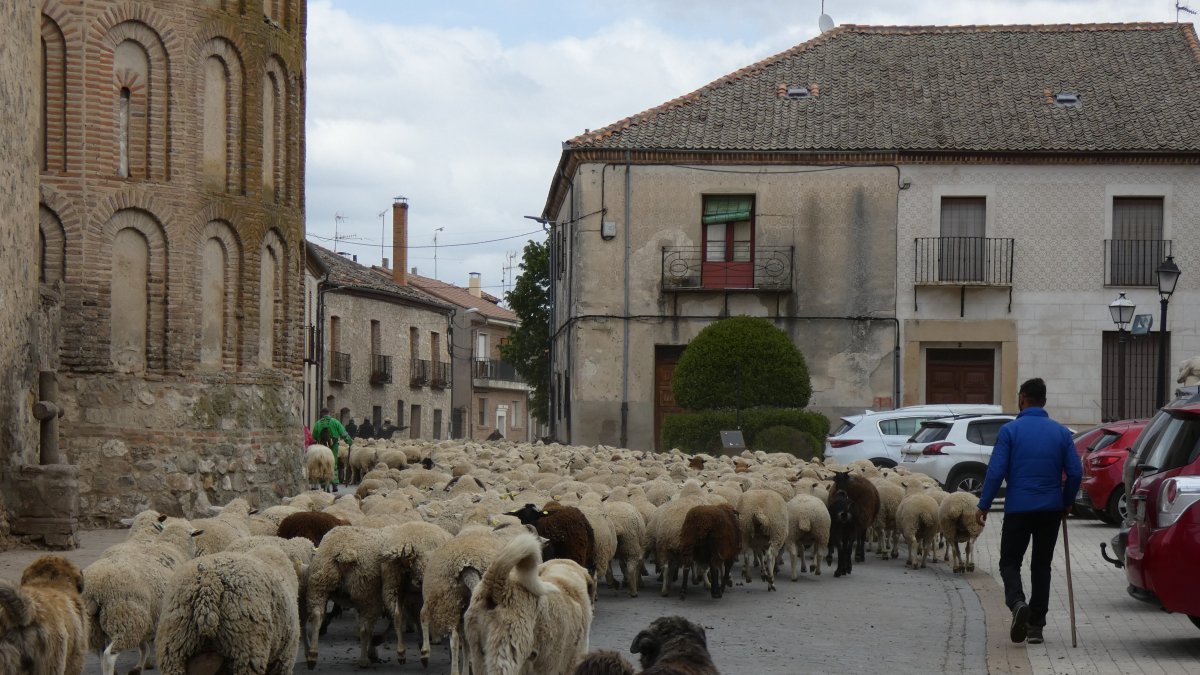 Trashumancia en un pueblo de Castilla y León