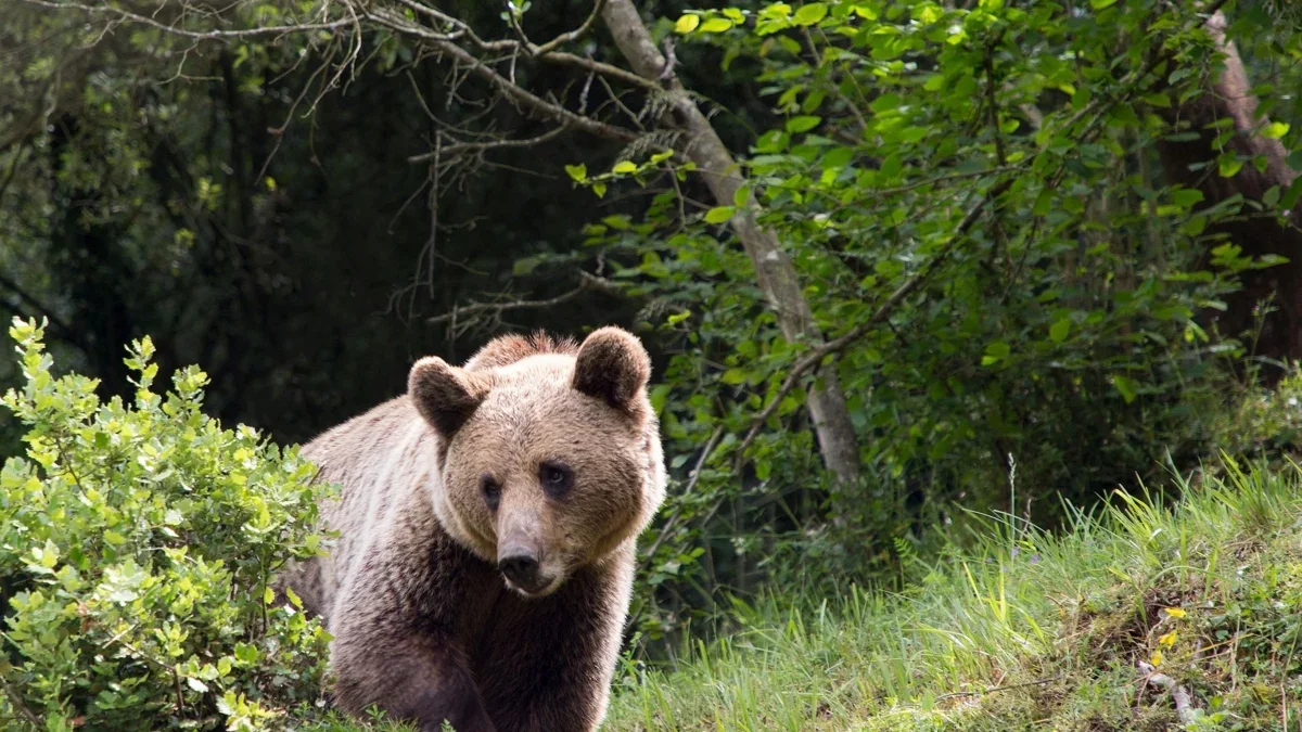 Un ejemplar de oso pardo en una imagen de archivo.