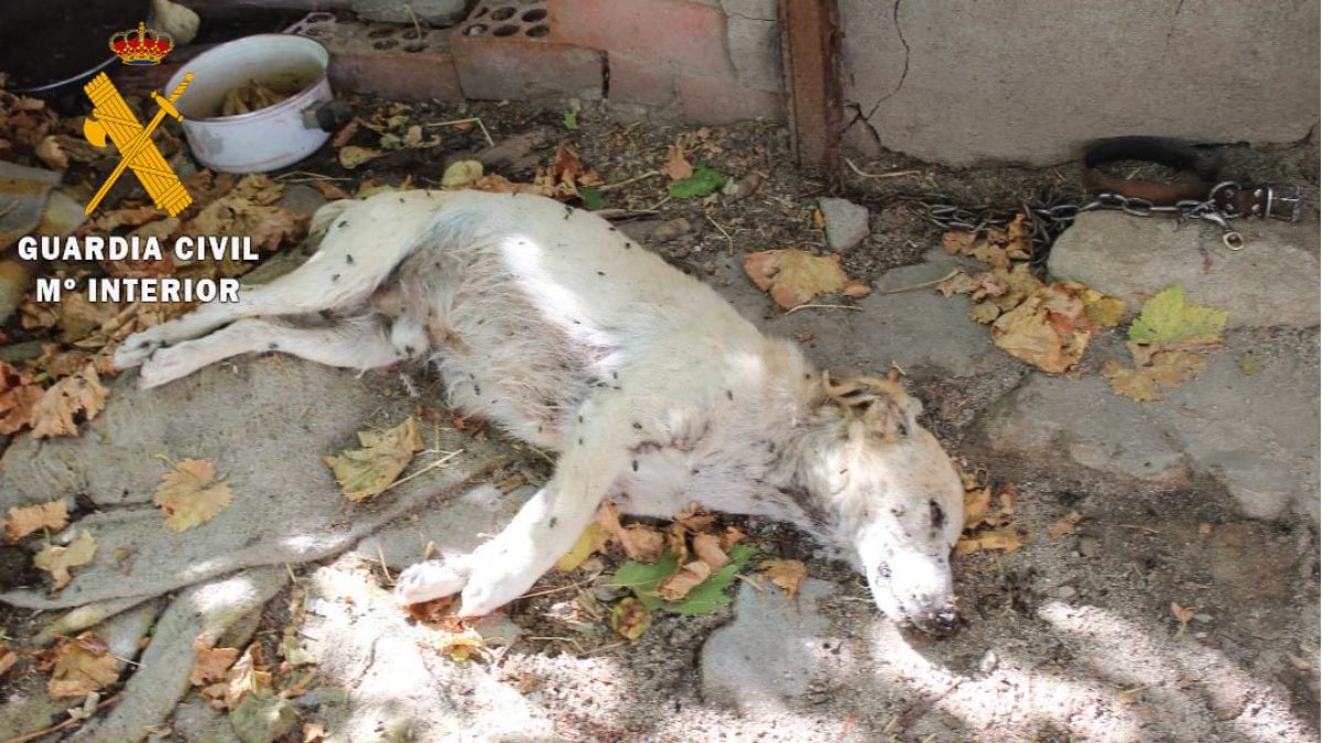 Uno de los perros encontrados en Nava de la Asunción.