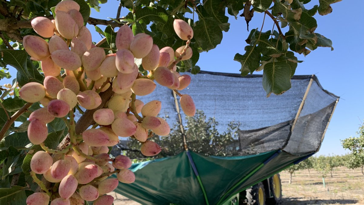 Cultivo de pistacho en Castilla y León.