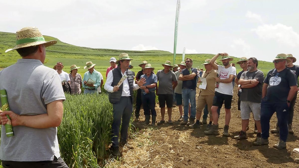 Los campos de ensayo de la cooperativa Bureba Ebro permiten probar la productividad y resistencia de una amplia variedad de semillas certificadas.