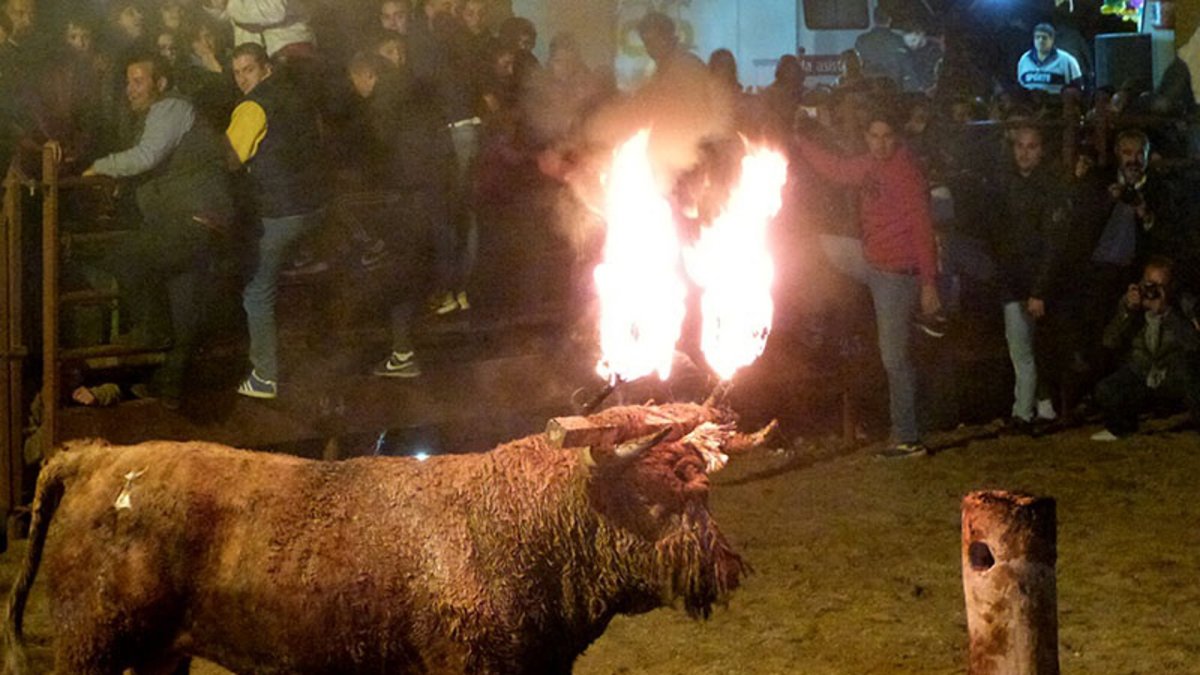 Toro Jubilo de Medinaceli, en una imagen de archivo.
