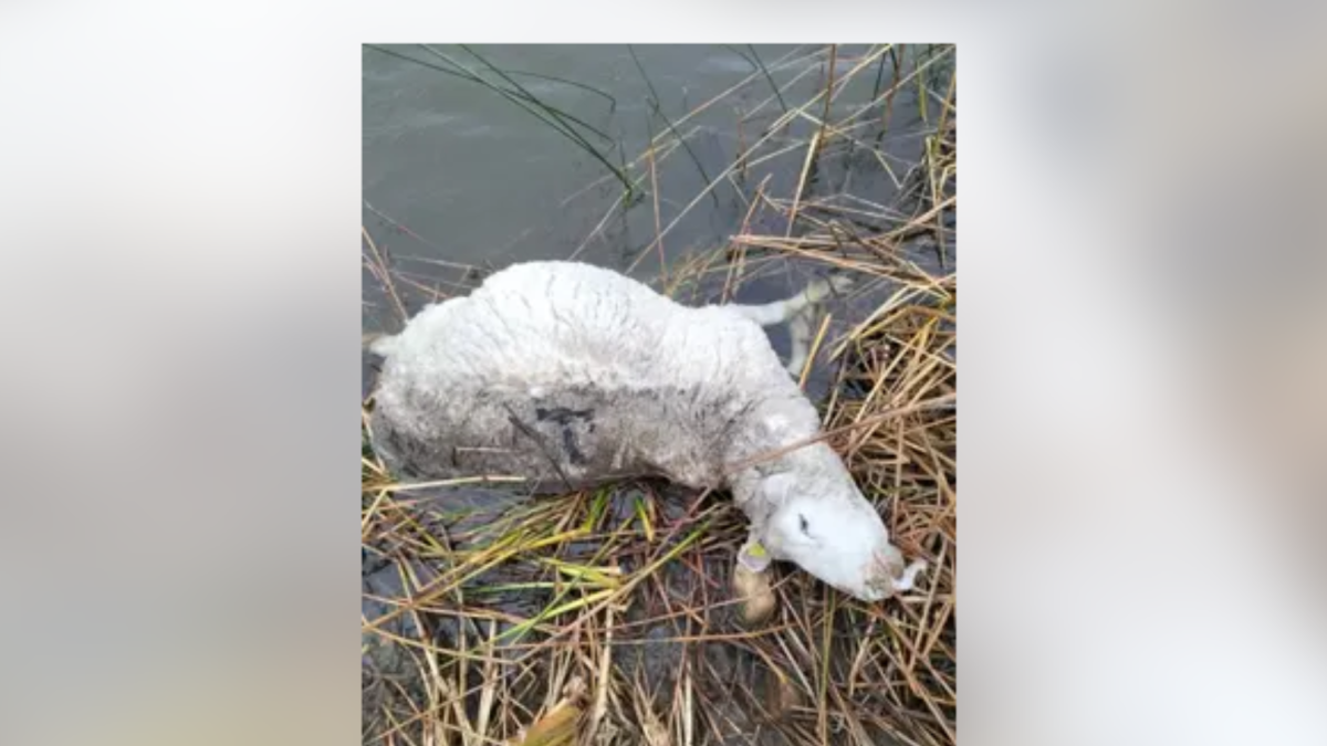 Uno de los carneros atacados por el lobo en una explotación ganadera de Muñoz, en Salamanca.