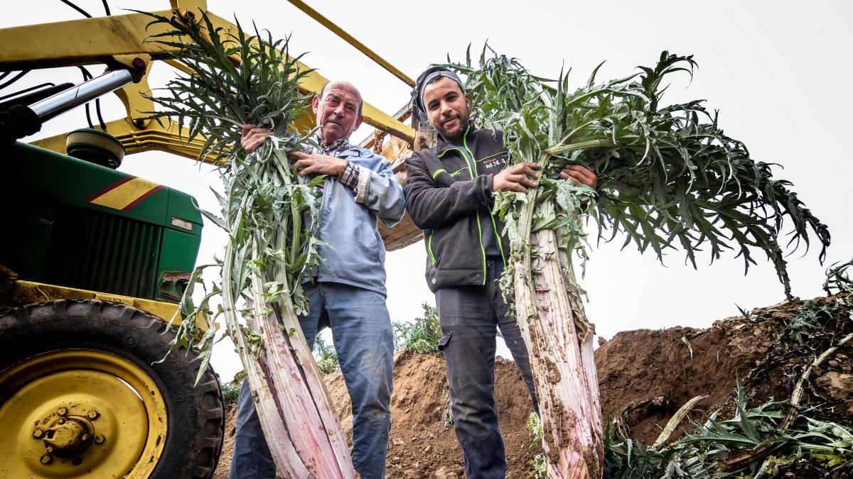 Emilio Zamora muestra la altura de dos cardos rojos junto a uno de sus empleados.