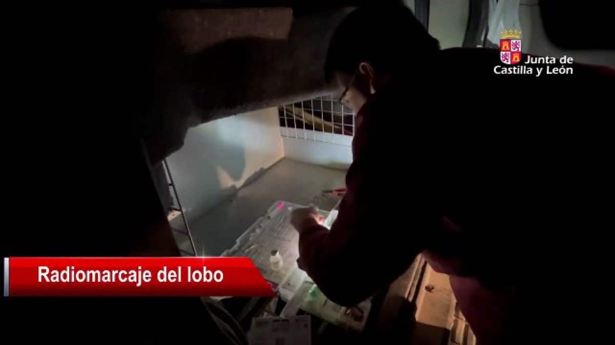 La Junta de Castilla y León continúa avanzando en el plan de captura y marcaje del lobo ibérico, una iniciativa desarrollada con la colaboración de técnicos especializados, agentes medioambientales y miembros del Centro de Control de Medio Ambiente (CCMA). <br /><br />Fuente del video: @naturalezacyl