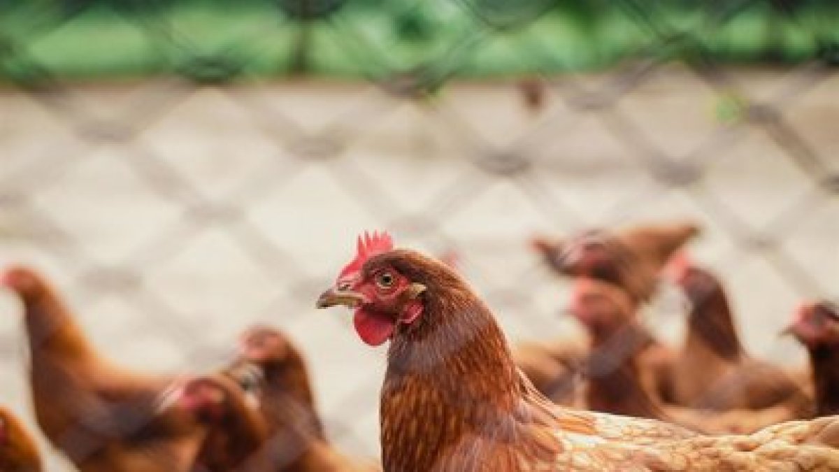 Gallina en una granja, en una imagen de archivo
