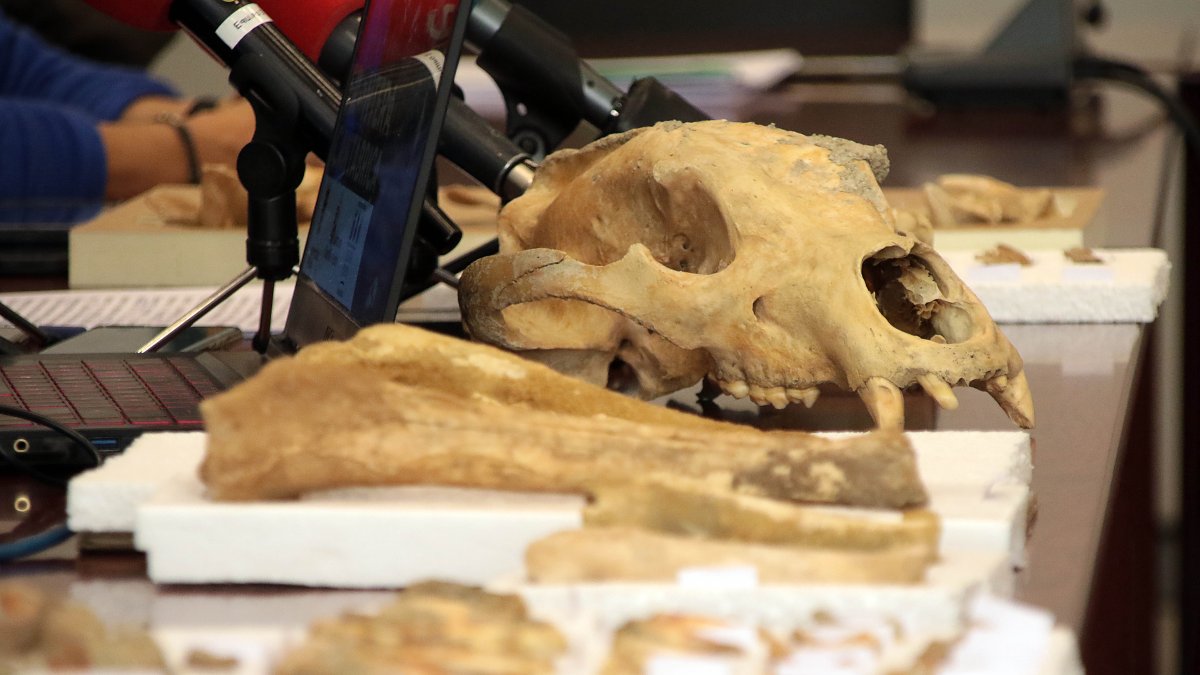 Presentación de primeras evidencias de oso de las cavernas de la provincia de León