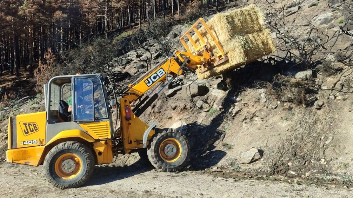Actuaciones de la Junta dentro del plan de restauración tras los grandes incendios forestales.