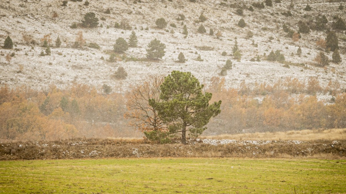 Finca en Soria ya sembrada con cereales de invierno