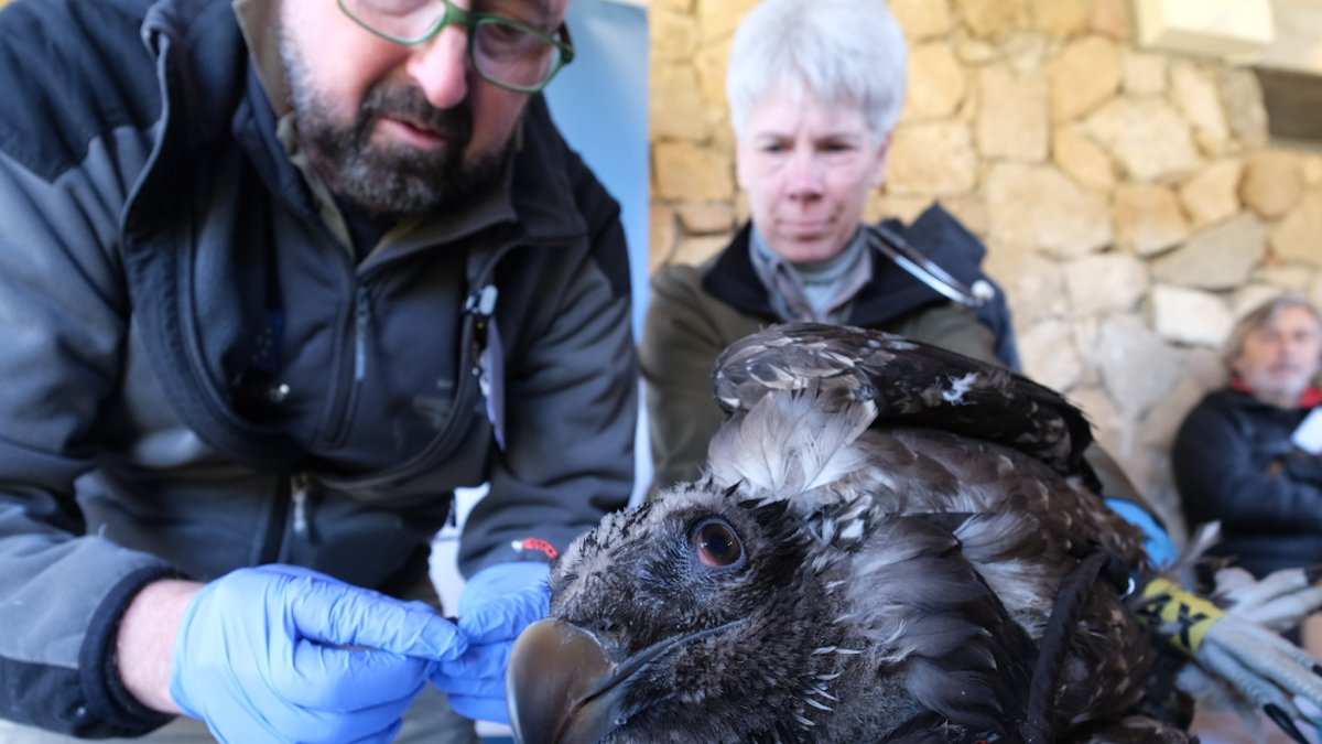 Trasladados al Parque Nacional Sierra de Gredos dos ejemplares nuevos de quebrantahuesos procedentes del Parque Nacional de Ordesa y Monte Perdido.