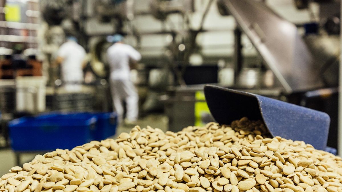 Almendras siendo procesadas tras la recolección

Joaquín Reina - Europa Press