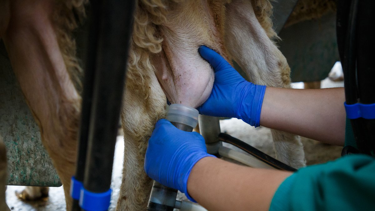 Ganado ovino en una explotación de Castilla y León