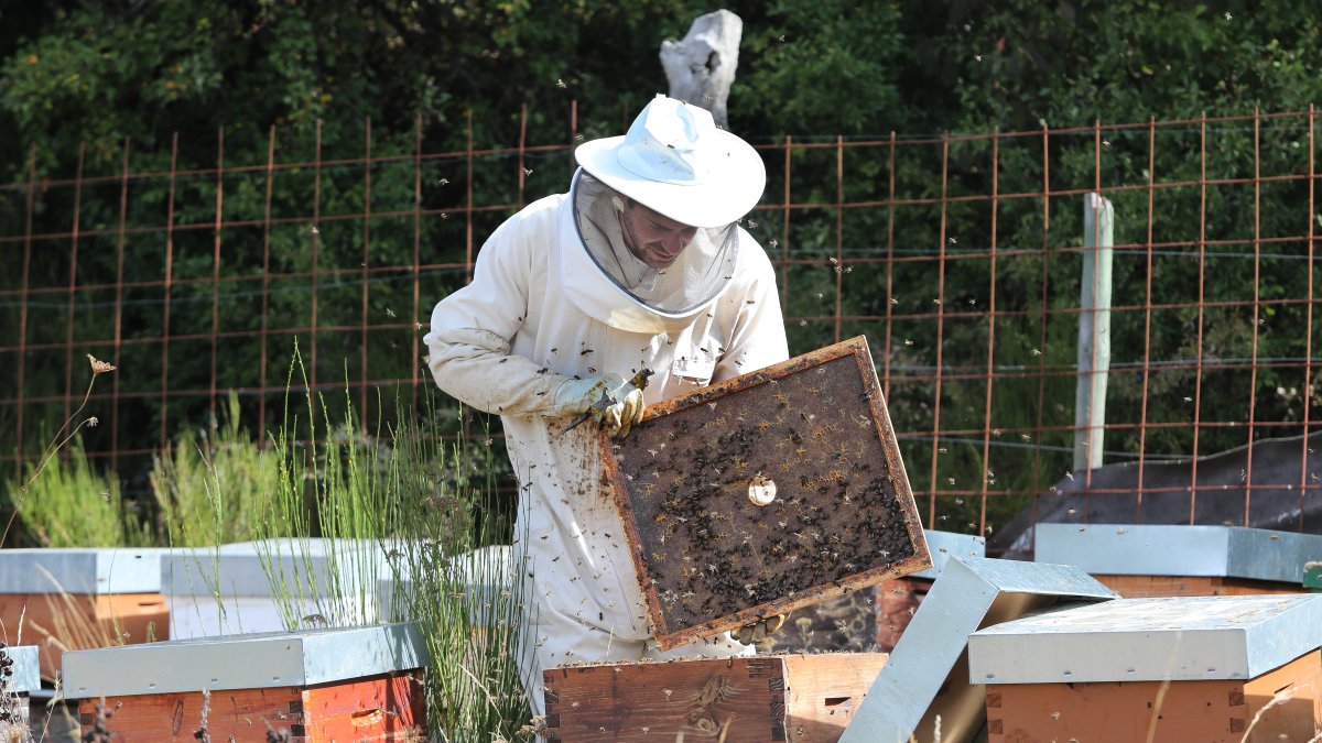 Un apicultor de la montaña palentina.