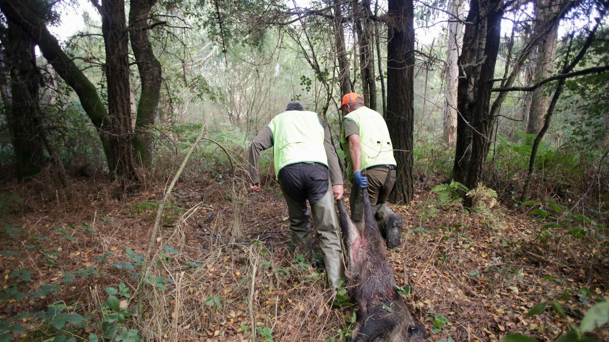 Batida de un jabalí en una imagen de archivo.