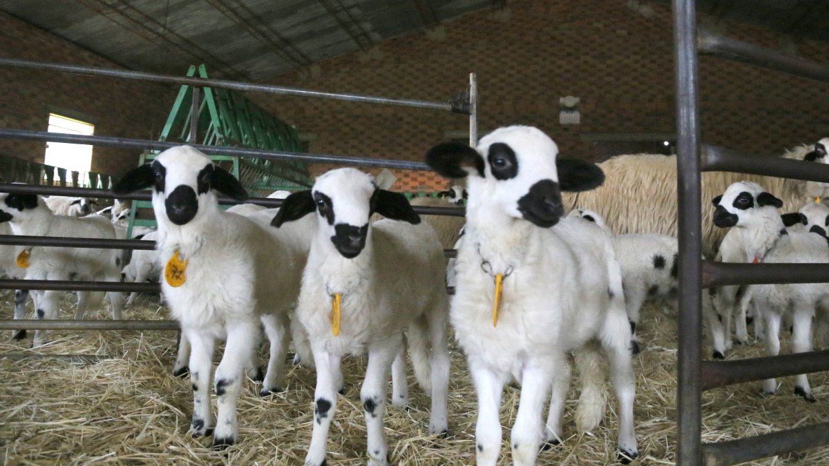 Corderos lechales en una explotación de ganado ovino en Castilla y León.
