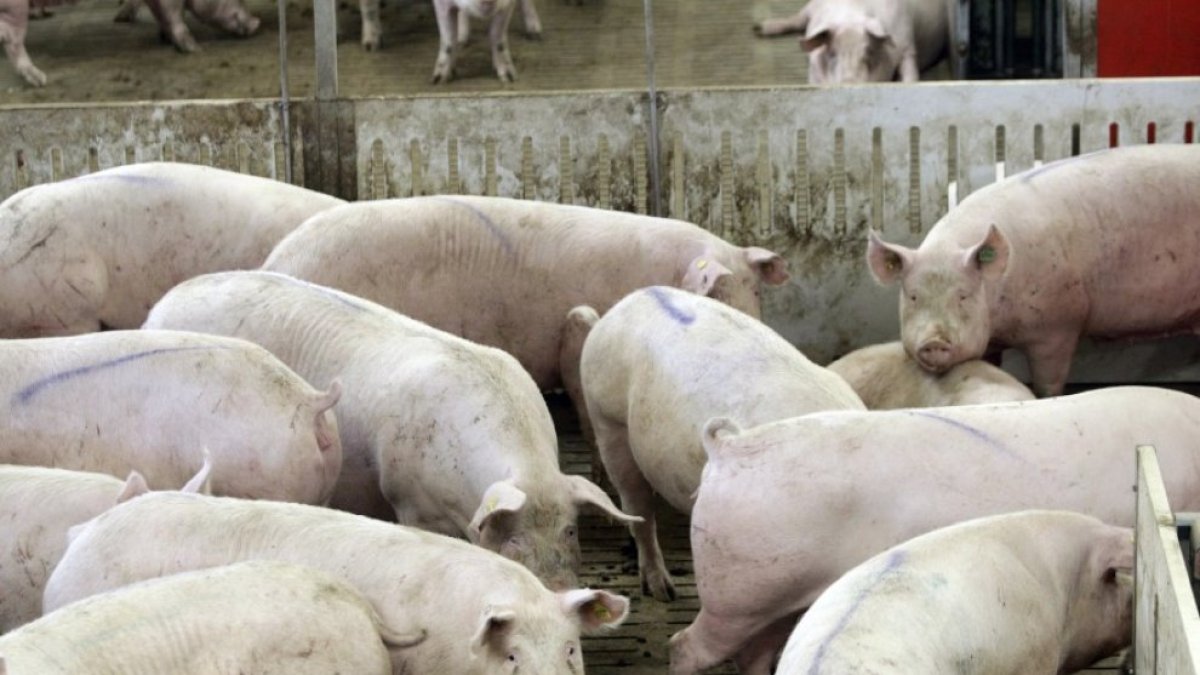 Castilla y León cuenta con un censo de 3,8 millones de cabezas de porcinos