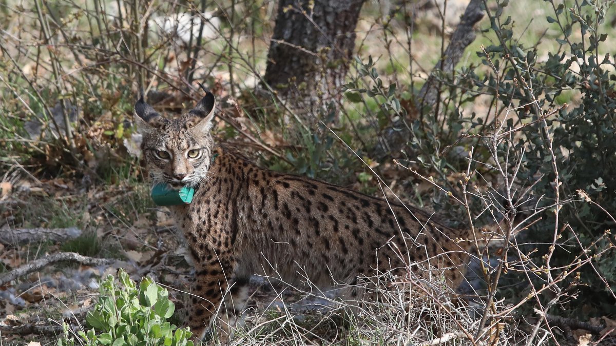 Una hembra de lince, cuando fue liberada en Astudillo (Palencia).