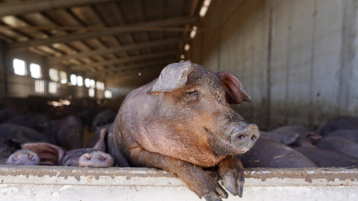 Explotación de ganado porcino en Cogeces del Monte