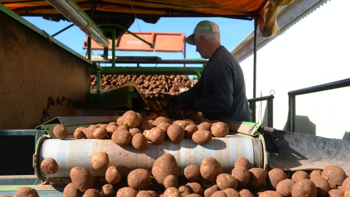 Campaña de patata en Burgos