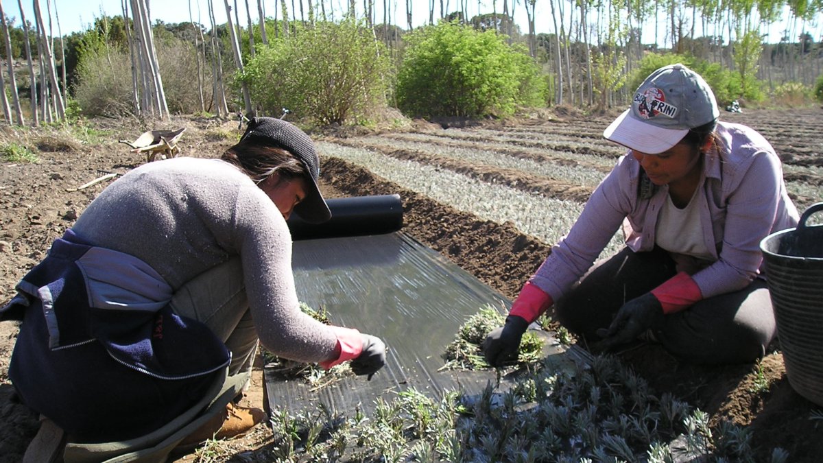 Una pareja de horticultores en un vivero.