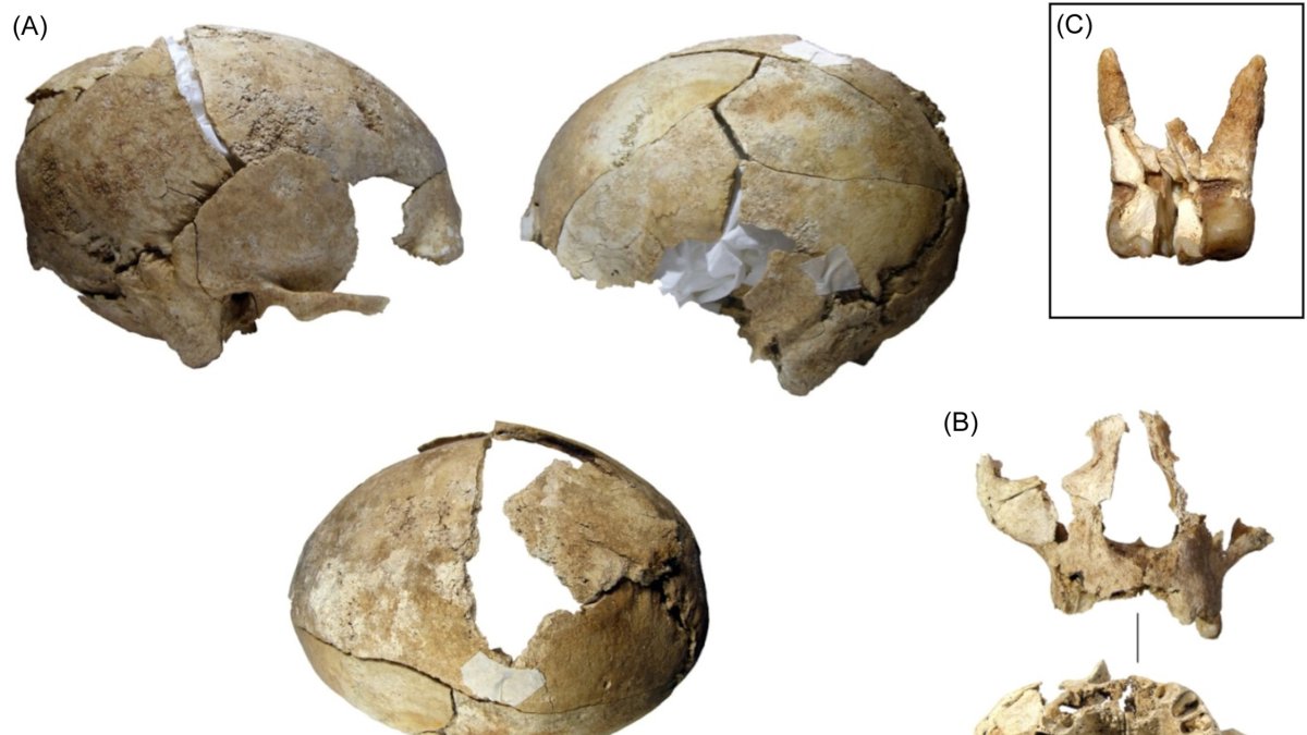 Una imagen de los restos hallados