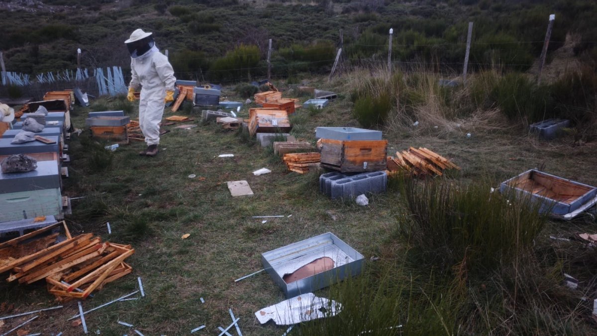 Los apicultores de San Emiliano (León) ven “una clara injusticia” en las compensaciones que reciben por los daños provocados por el oso pardo