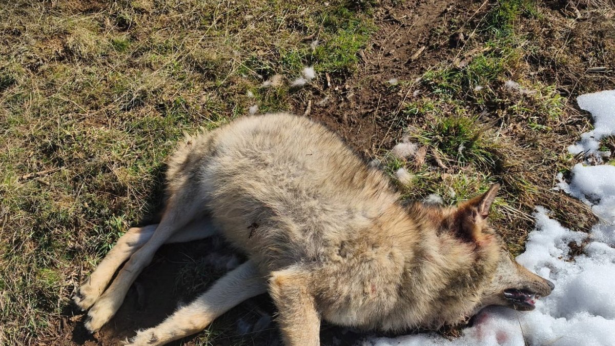 Lobo muerto en La Pernía (Palencia).
