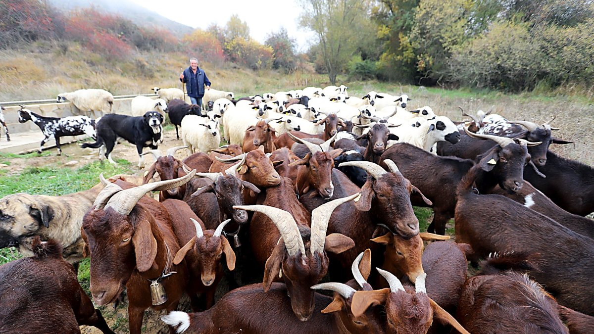 Un pastor conduce a su rebaño de ovejas y cabras en un municipio de la provincia de León.
